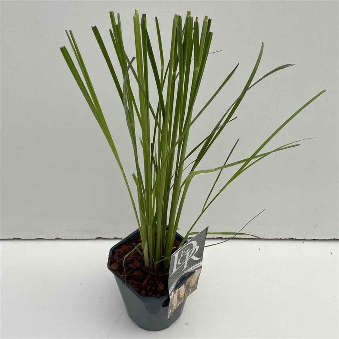 Cortaderia selloana - C2